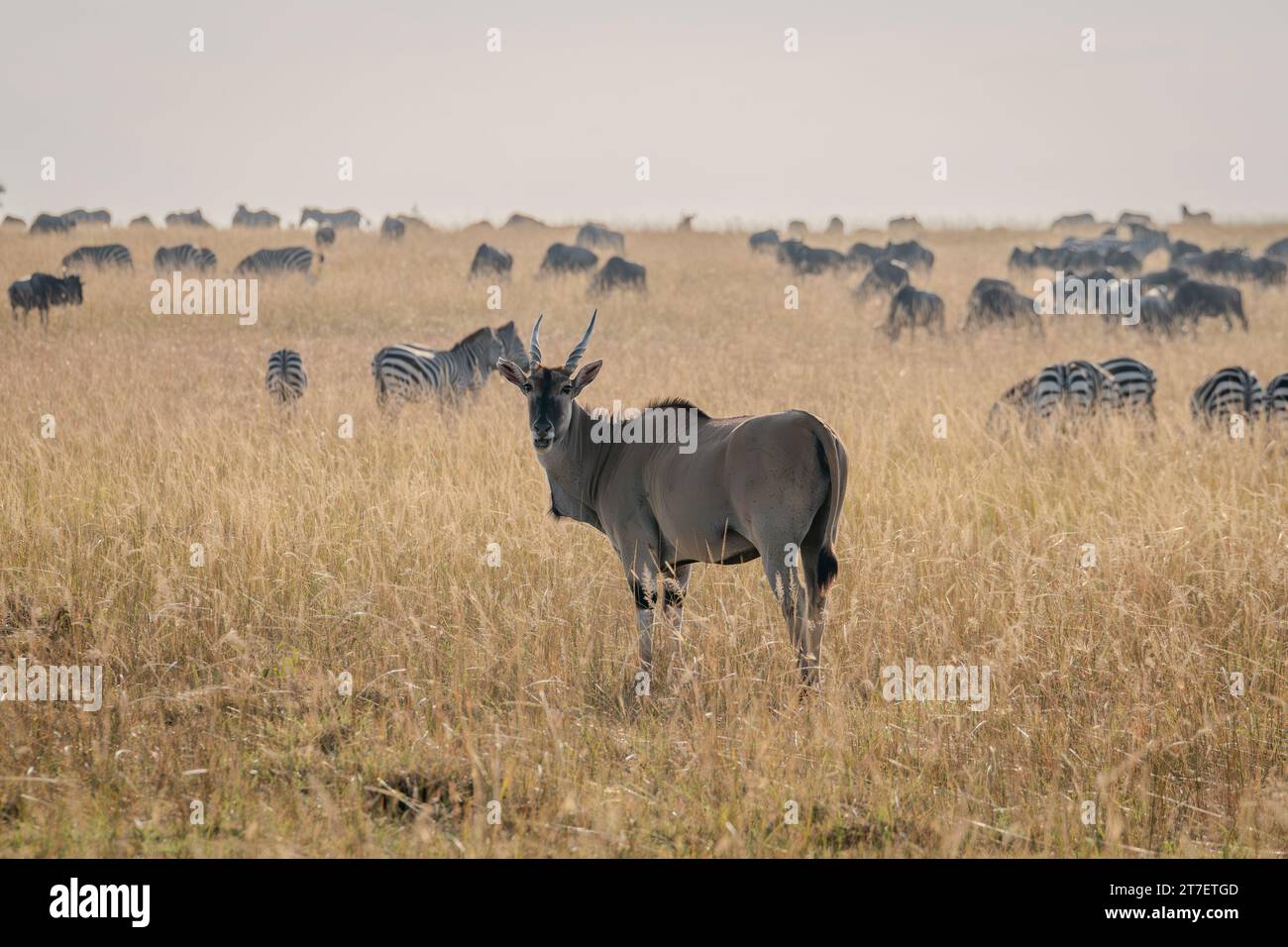 Giant Eland Antelopes in Masai Mara Kenya Africa Stock Photo