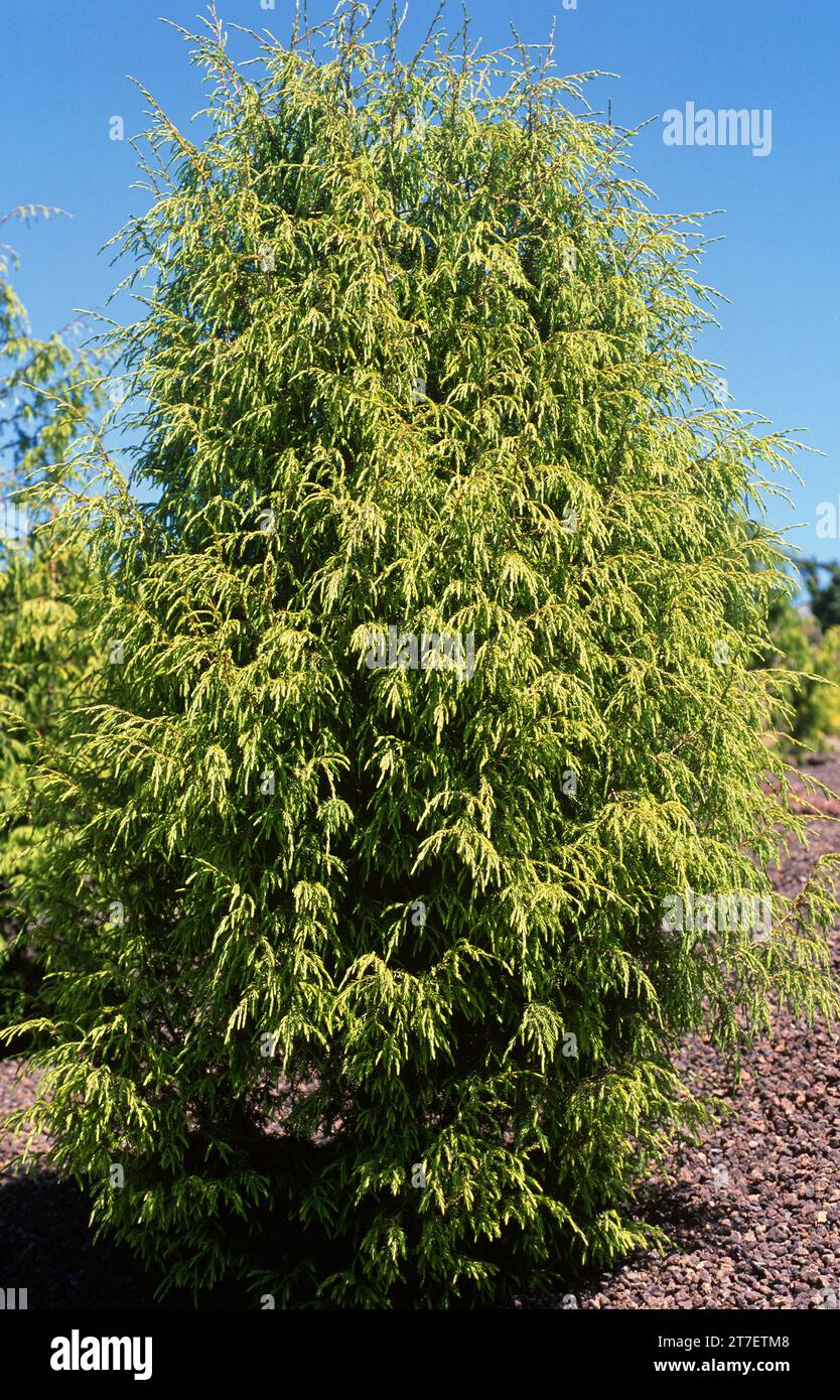 Cedro canario (Juniperus cedrus) is a shrub or small tree endemic to Macaronesia (Tenerife, La Gomera, La Palma, Gran Canaria and Madeira). Stock Photo