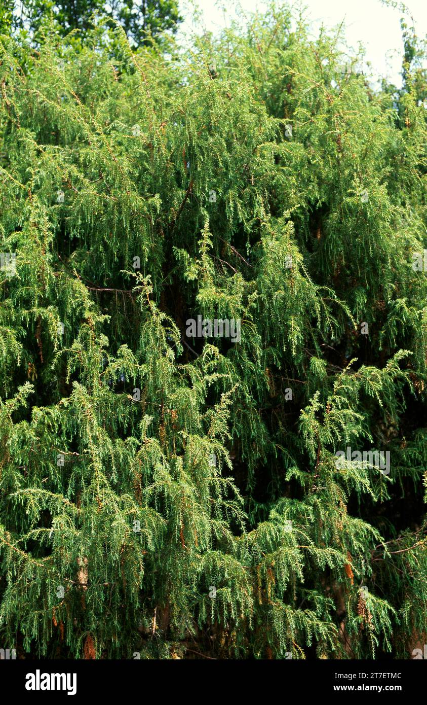 Cedro canario (Juniperus cedrus) is a shrub or small tree endemic to Macaronesia (Tenerife, La Gomera, La Palma, Gran Canaria and Madeira). Stock Photo