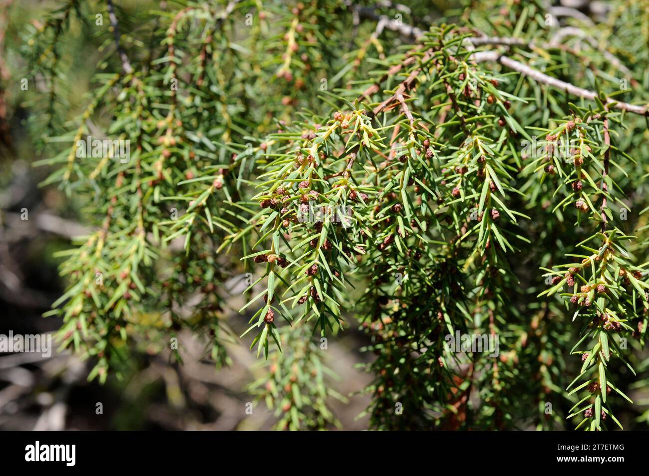 Cedro canario (Juniperus cedrus) is a shrub or small tree endemic to Macaronesia (Tenerife, La Gomera, La Palma, Gran Canaria and Madeira). Flowers an Stock Photo