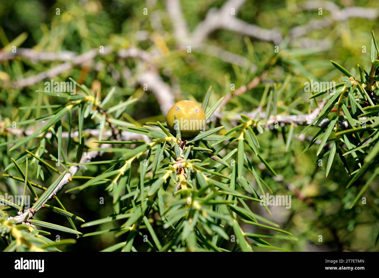 Cedro canario (Juniperus cedrus) is a shrub or small tree endemic to Macaronesia (Tenerife, La Gomera, La Palma, Gran Canaria and Madeira). Fruit (con Stock Photo