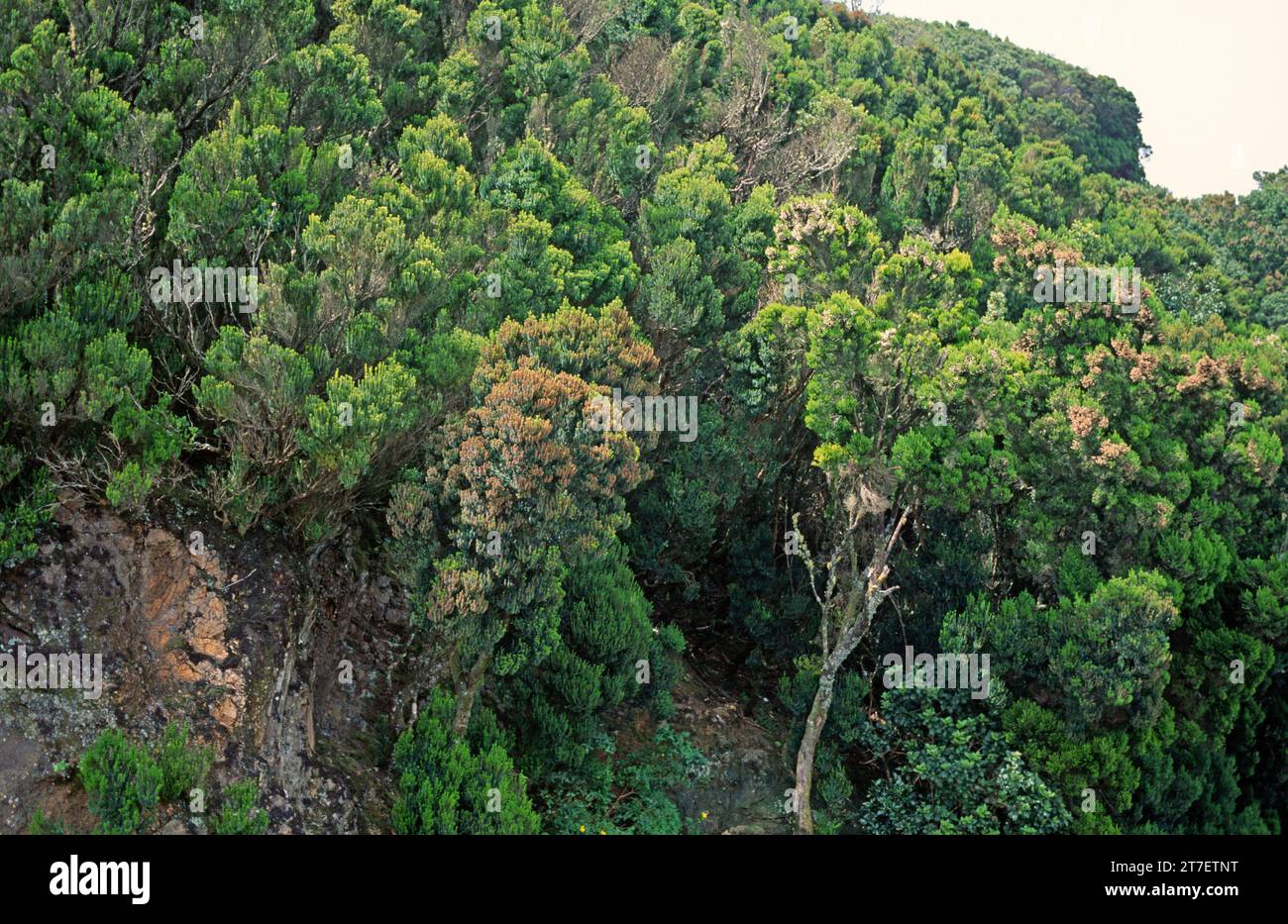 Brezo canario (Erica canariensis) is a shrub or small tree endemic to ...