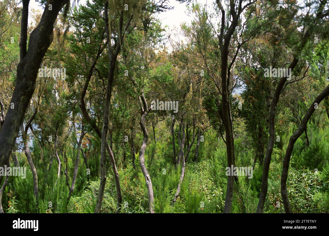 Brezo canario (Erica canariensis) is a shrub or small tree endemic to ...