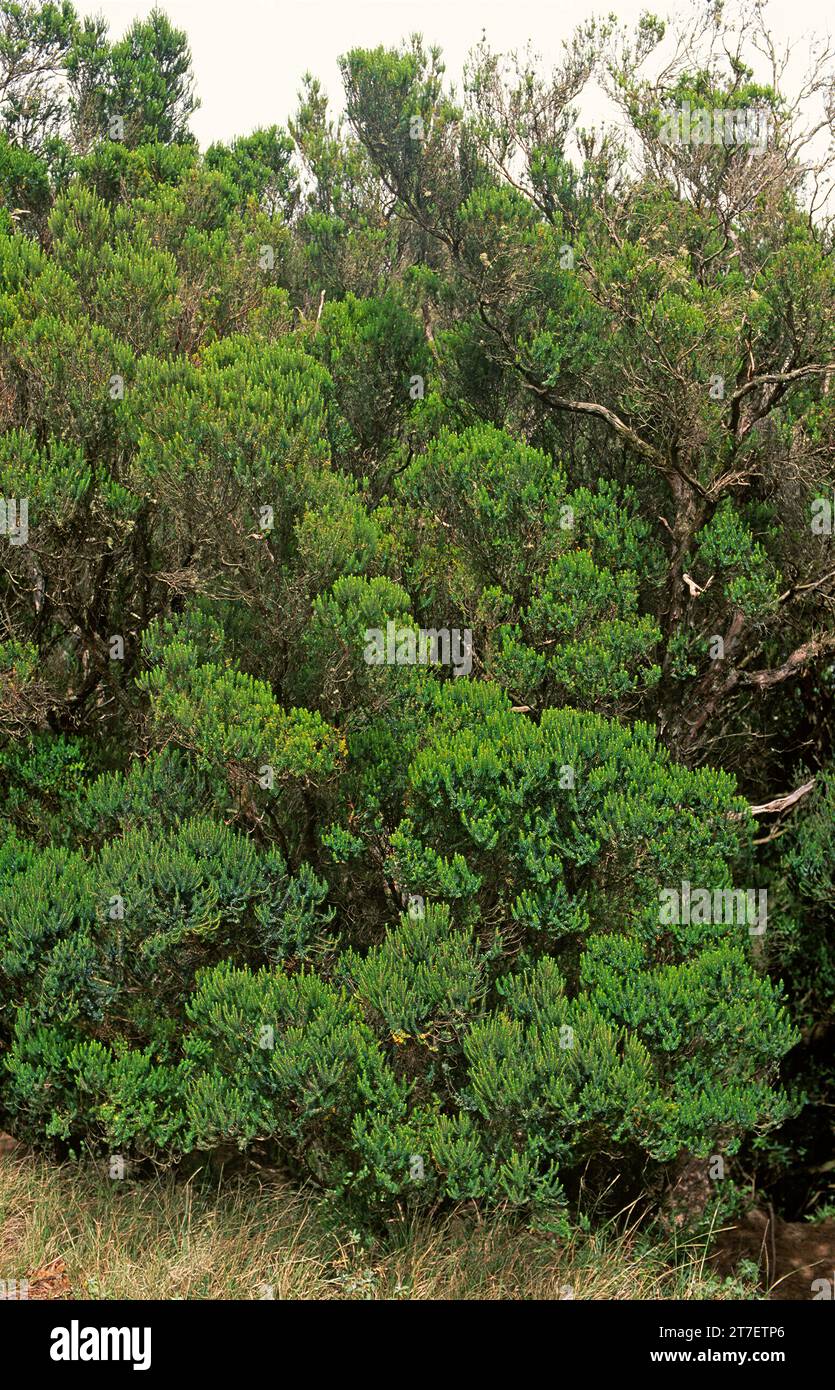 Brezo canario (Erica canariensis) is a shrub or small tree endemic to ...