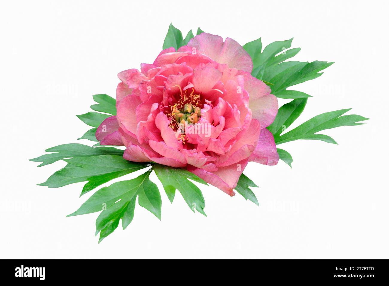Single salmon pink peony flower with green leaves close up, isolated on white background. Delicate, elegant detail of floral or festive design Stock Photo
