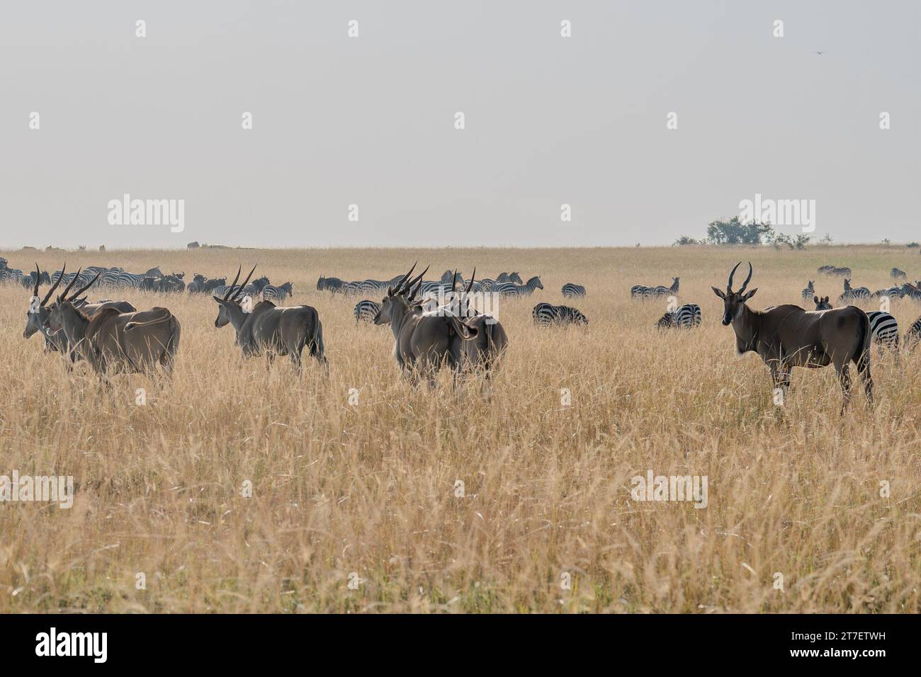Giant Eland Antelopes in Masai Mara Kenya Africa Stock Photo