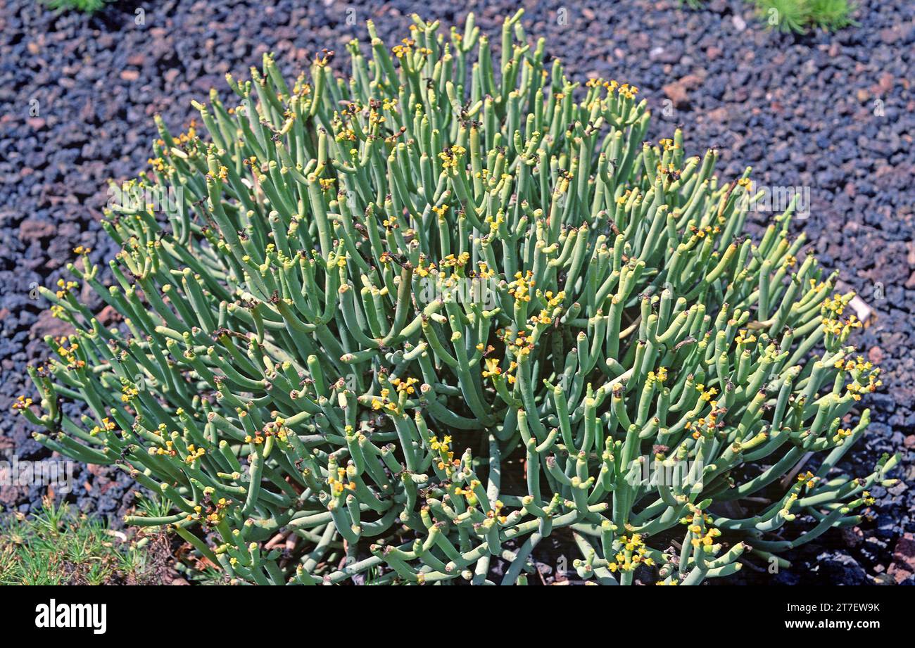 Tabaiba salvaje or tolda (Euphorbia aphylla) is a shrub endemic to Canary Islands (Tenerife, La Gomera and Gran Canaria). Stock Photo