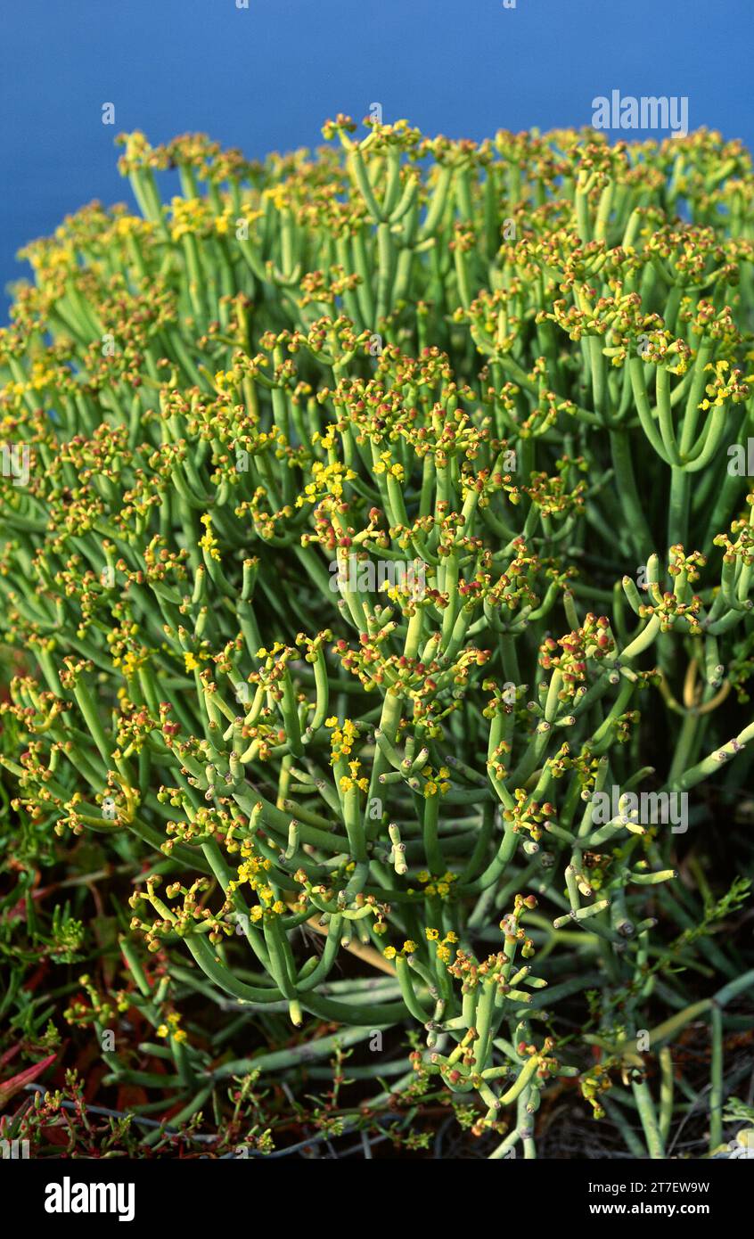 Tabaiba salvaje or tolda (Euphorbia aphylla) is a shrub endemic to Canary Islands (Tenerife, La Gomera and Gran Canaria). This photo was taken in Tene Stock Photo