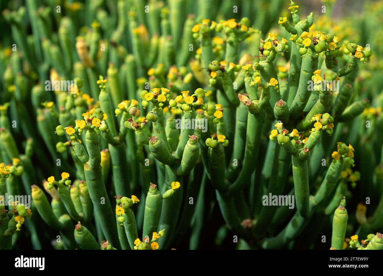 Tabaiba salvaje or tolda (Euphorbia aphylla) is a shrub endemic to Canary Islands (Tenerife, La Gomera and Gran Canaria). This photo was taken in Tene Stock Photo