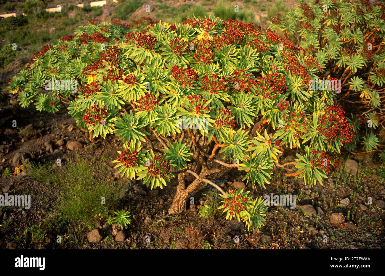 Tabaiba roja or tabaiba majorera (Euphorbia atropurpurea) is a shrub ...