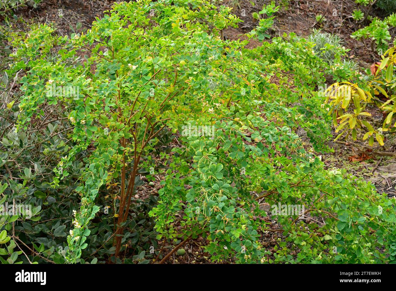 Trebol de risco de Broussonet (Dorycnium broussonetii) is a shrub endemic to Gran Canaria and Tenerife, Canary Islands, Spain. Stock Photo