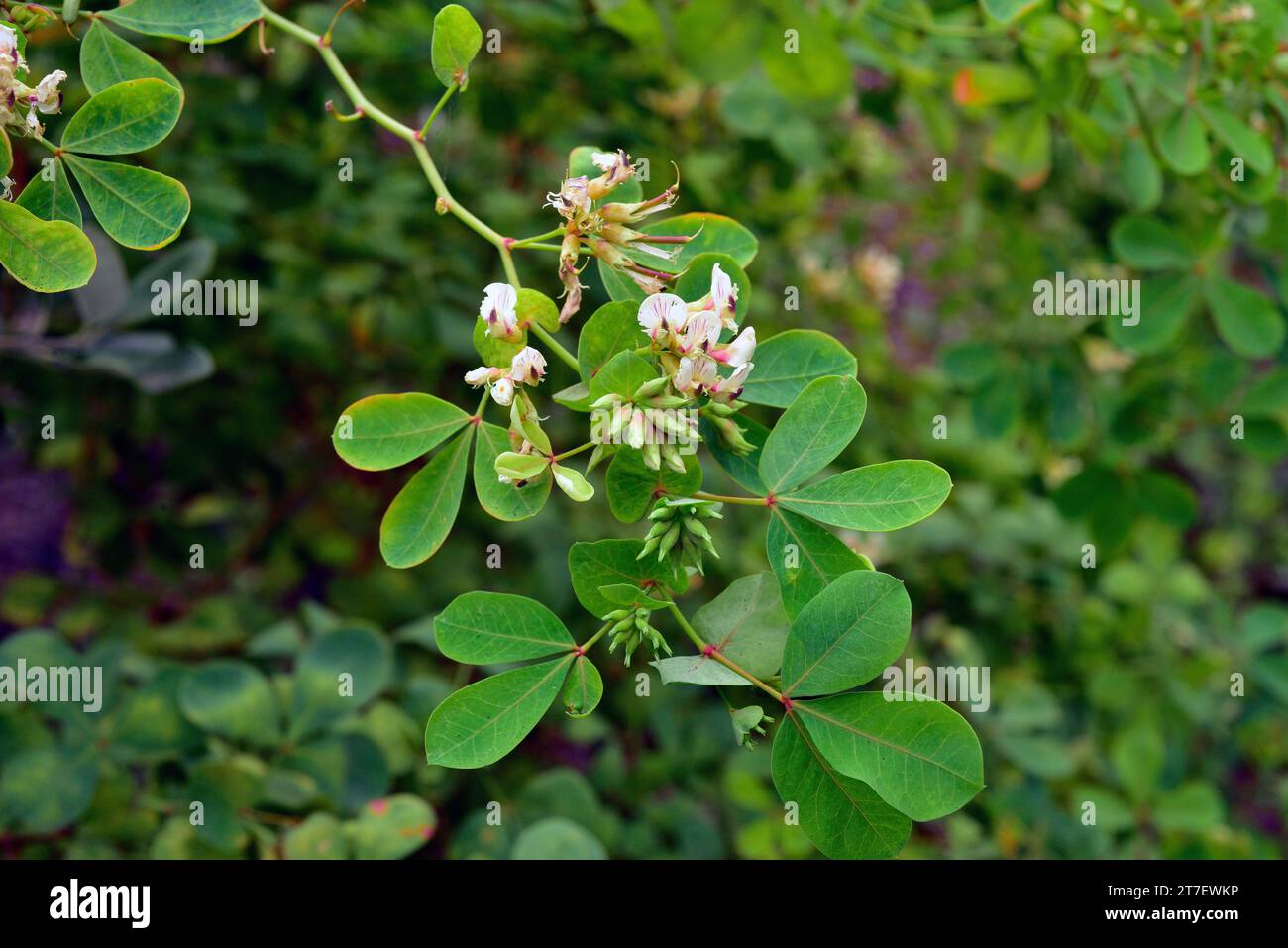 Trebol de risco de Broussonet (Dorycnium broussonetii) is a shrub endemic to Gran Canaria and Tenerife, Canary Islands, Spain. Stock Photo