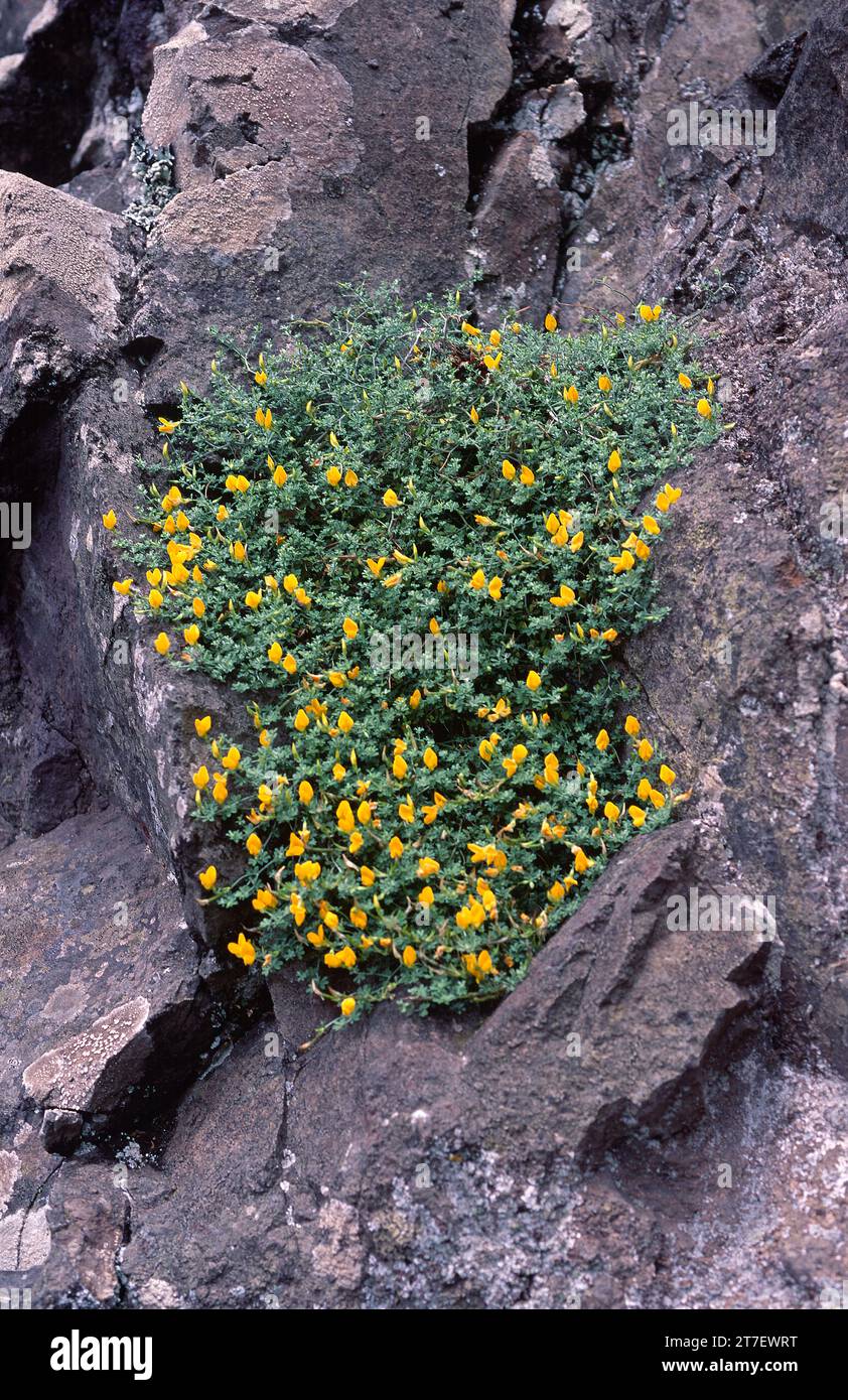 Corazoncillo de costa (Lotus tenellus) is a prostrate subshrub endemic to Gran Canaria and Tenerife, Canary Islands, Spain. Stock Photo