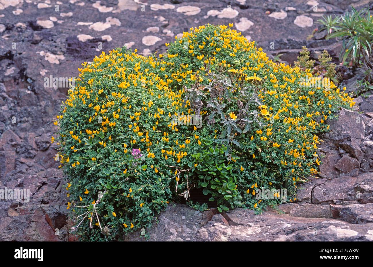 Corazoncillo de costa (Lotus tenellus) is a prostrate subshrub endemic to Gran Canaria and Tenerife, Canary Islands, Spain. Stock Photo