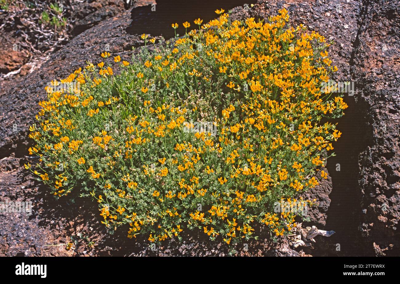Corazoncillo de costa (Lotus tenellus) is a prostrate subshrub endemic to Gran Canaria and Tenerife, Canary Islands, Spain. Stock Photo
