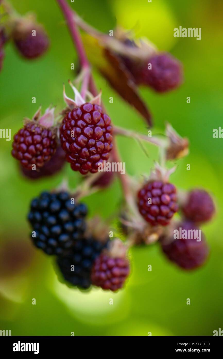 Under Ripe Blackerry Ripe and unripe blackberries on the bush. Blackberries on the bush in ...