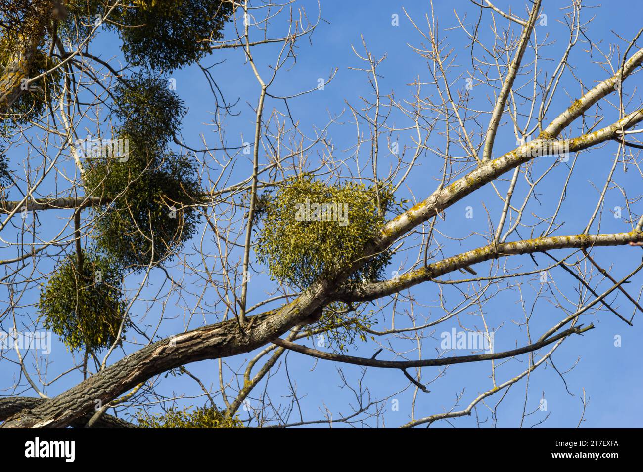 A sick withered tree attacked by mistletoe, viscum. They are woody ...