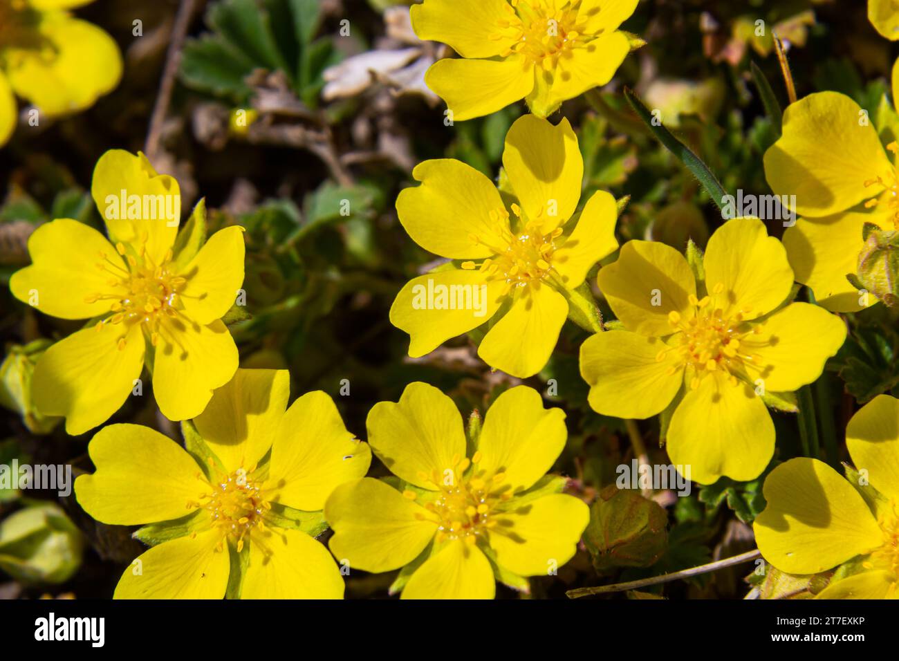 Tiny flowers of Potentilla arenaria on a xerotherm meadow. Wild yellow flowers growing on sand soil. Stock Photo