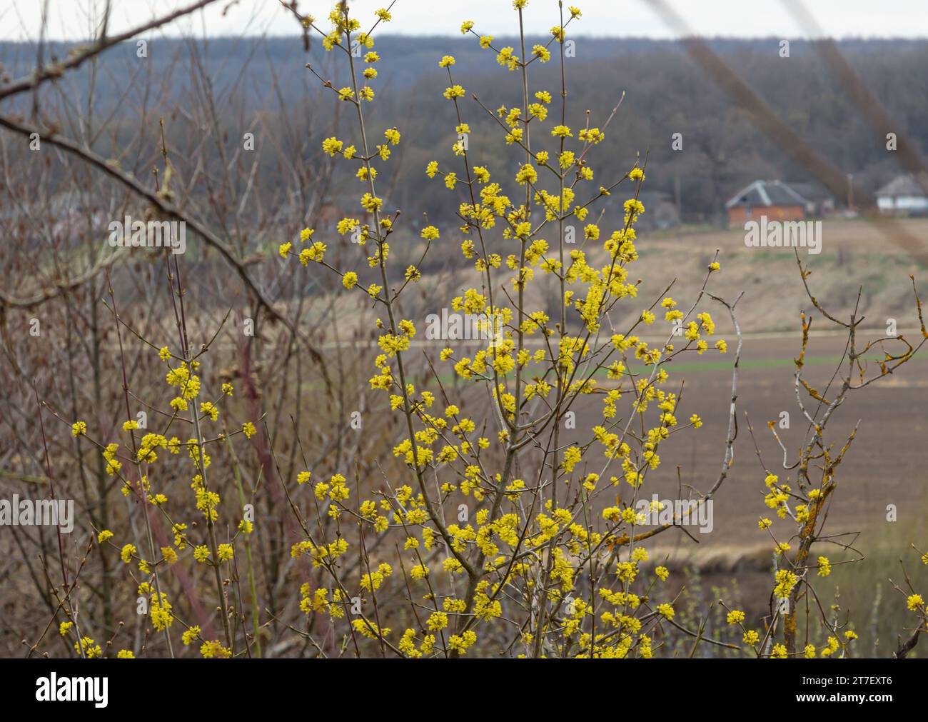 Cornus mas march hi-res stock photography and images - Alamy