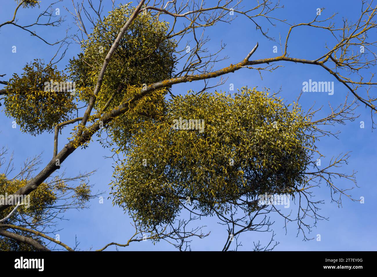 A sick withered tree attacked by mistletoe, viscum. They are woody ...