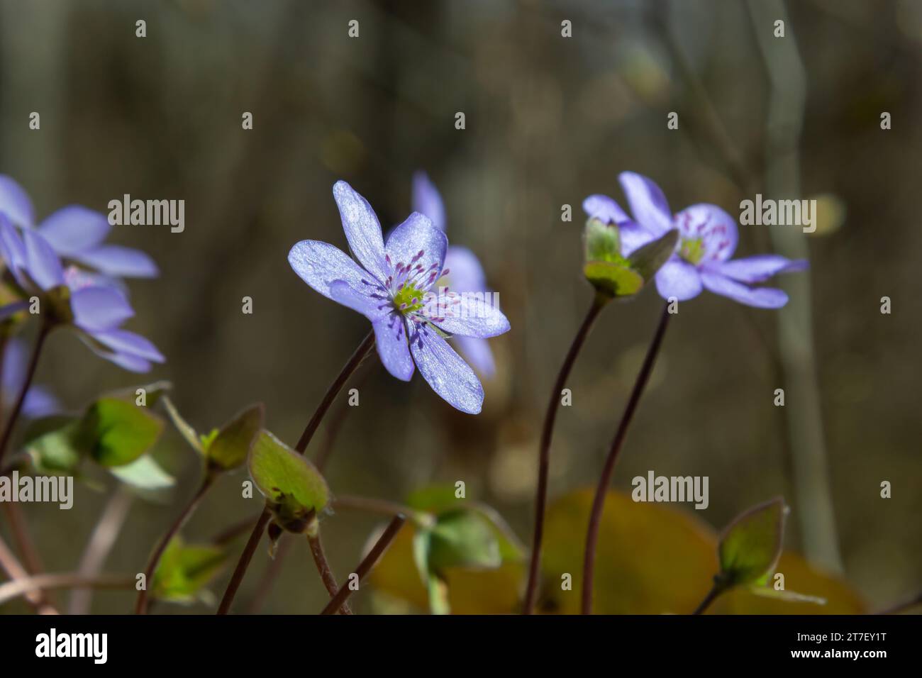 group of beautiful, purple first spring bloomers - wildflowers Large blue hepatica, Hepatica transsilvanica, in bright sunlight in early spring. Beaut Stock Photo