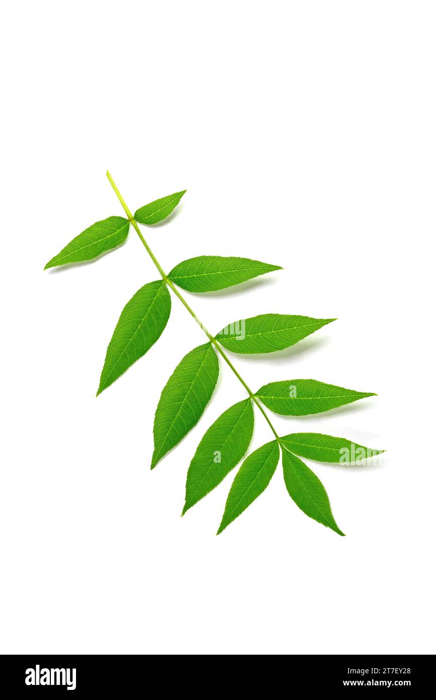 Leaf of ash tree against white background Stock Photo Alamy