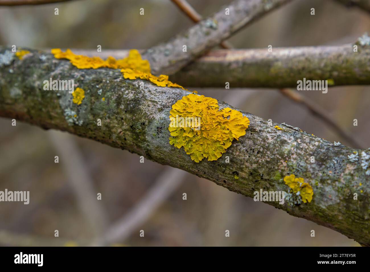 Xanthoria parietina, common orange lichen, yellow scale, maritime sunburst lichen and shore lichen, on the bark of tree branch. Thin dry branch with o Stock Photo