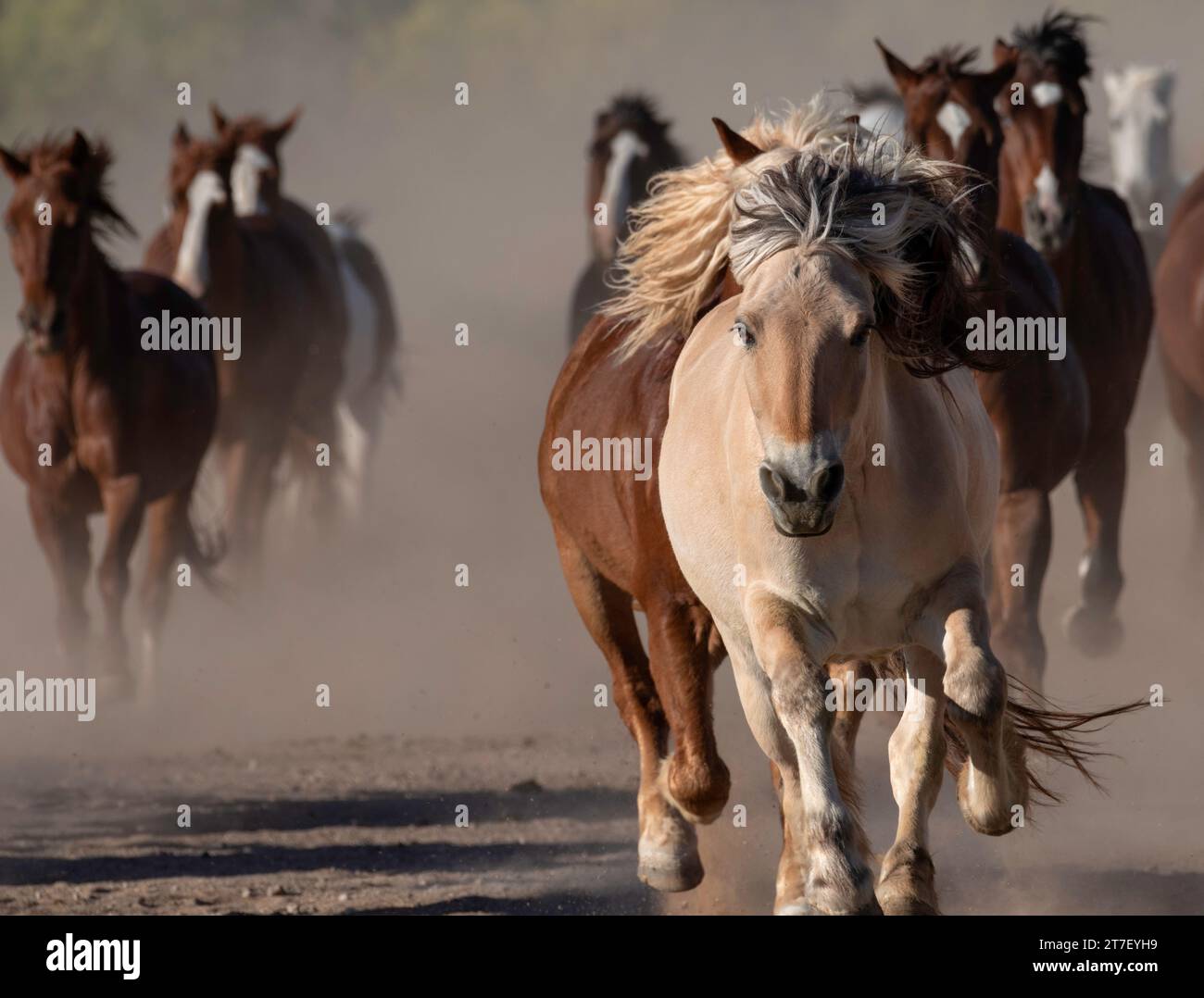 Morning horse run, White Stallion Ranch, Marana, Arizona Stock Photo