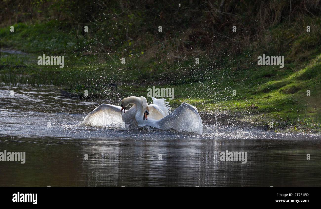 Male Mute Swan aggression. Two male swans (cygnus olor) fight over territory. Stock Photo