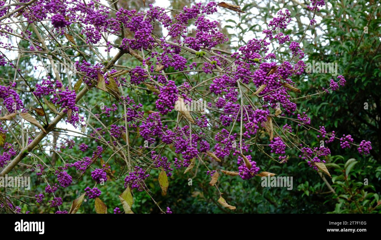 The purple berries or fruits of Callicarpa Bodinieri var. Giraldii "Profusion" - John Gollop Stock Photo
