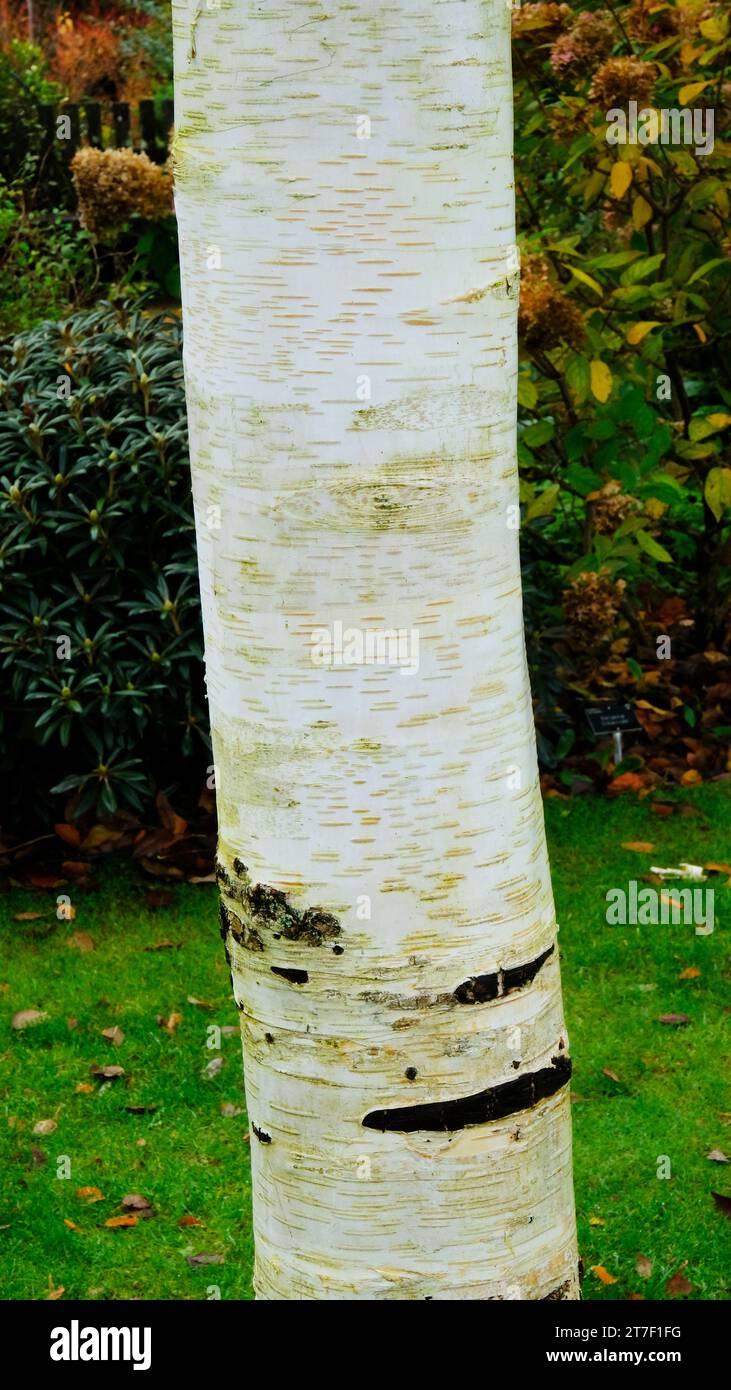 Close-up of Betula Utilis or Silver Birch tree trunk - John Gollop Stock Photo