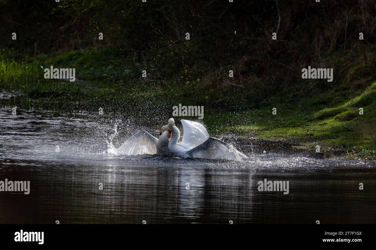 Male Mute Swan aggression. Two male swans (cygnus olor) fight over territory. Stock Photo