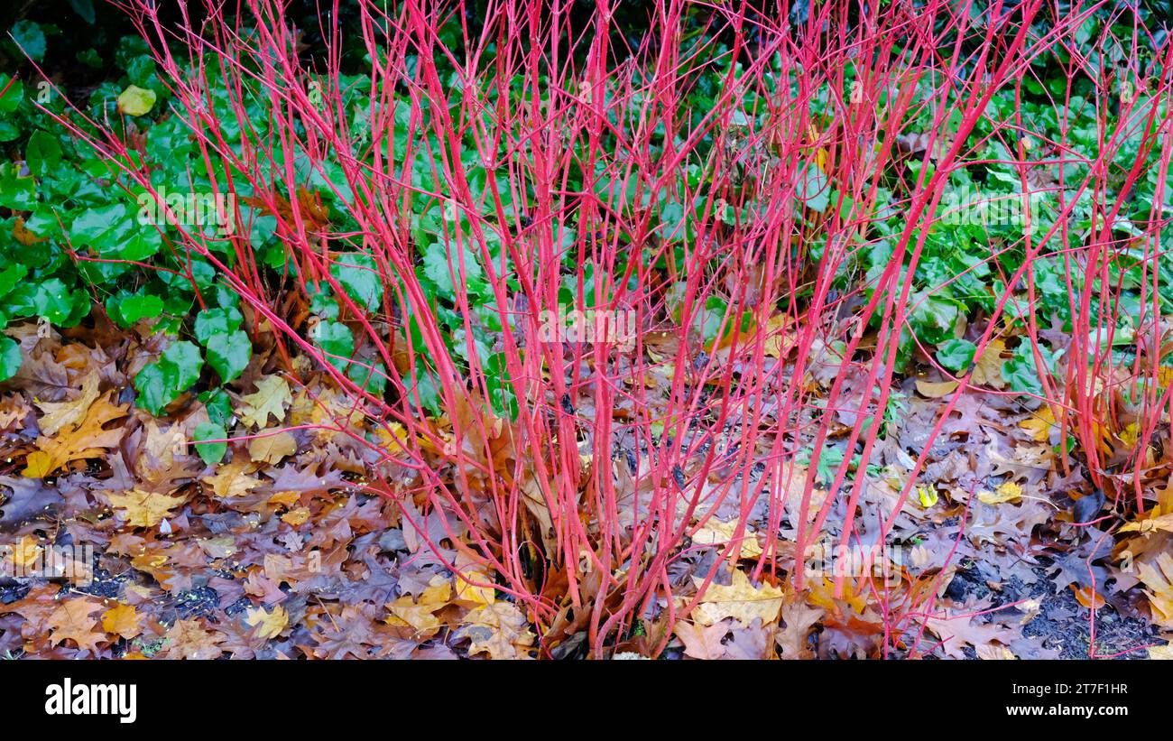 Autumnal Cornus Alba "Sibirica" - John Gollop Stock Photo