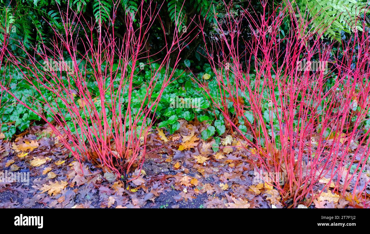 Autumnal Cornus Alba 'Sibirica' - John Gollop Stock Photo