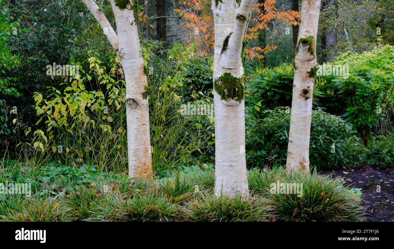 Close-up of three Betula Utilis or Birch tree trunks - John Gollop ...