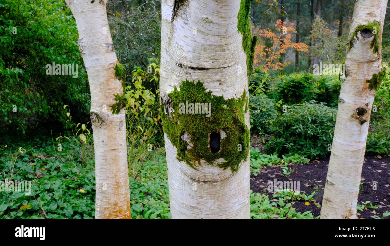 Close-up of three Betula Utilis or Birch tree trunks - John Gollop Stock Photo