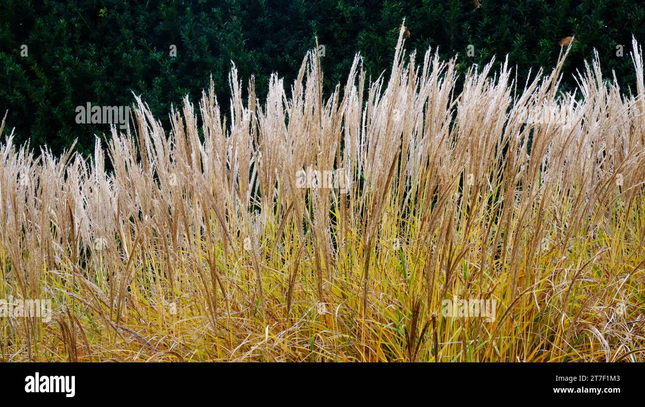 Autumnal Miscanthus Sinensis Rotsilber - John Gollop Stock Photo