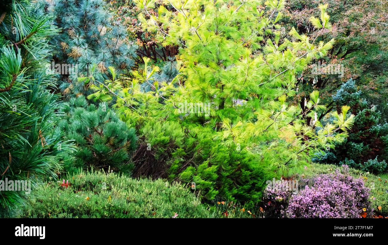 Autumnal UK evergreen garden border with Pinus Strobus 'Louie' - John Gollop Stock Photo