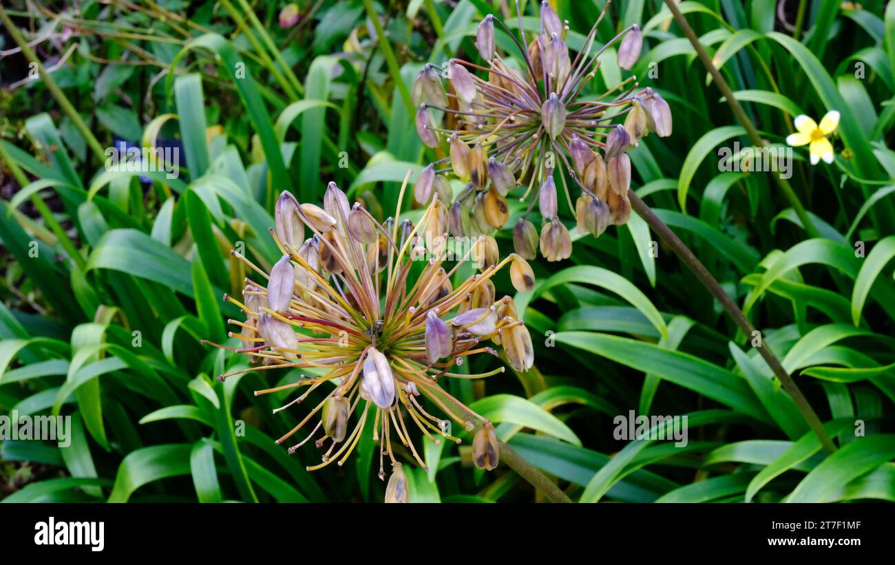 Autumnal seed heads of Agapanthus 'Super Star' - John Gollop Stock Photo
