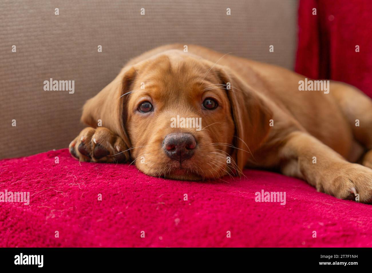 A fox red labrador retriever puppy lying on a sofa covered in a red throw. Stock Photo