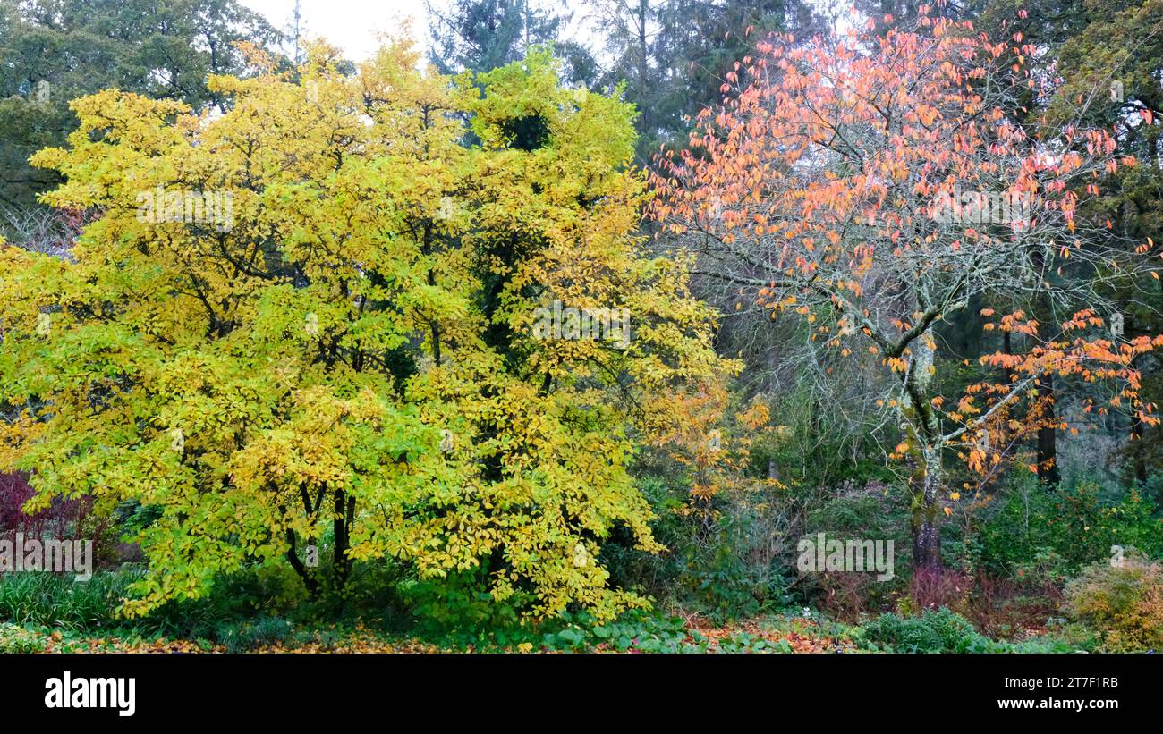 Colourful autumnal UK garden border with a Magnolia Kobus and a Prunus or Cherry tree - John Gollop Stock Photo