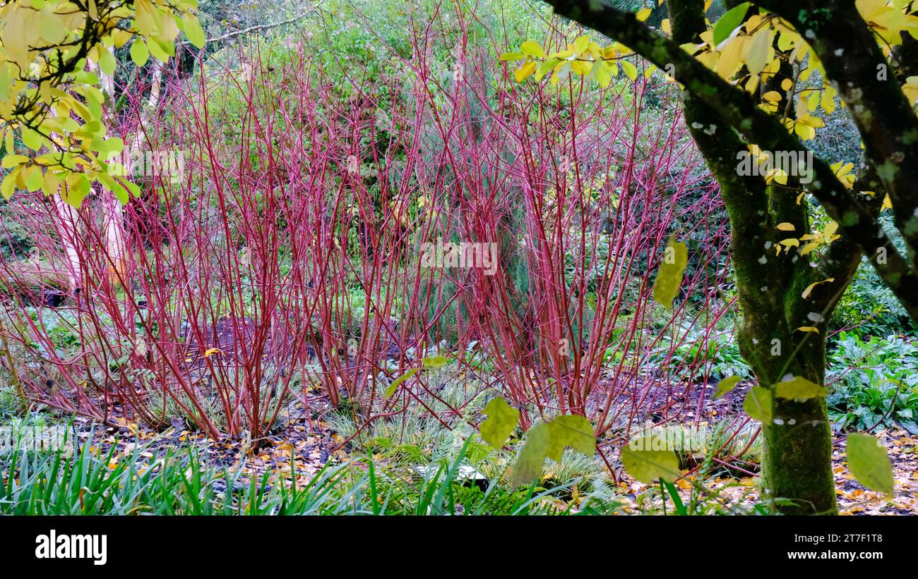 Autumnal garden border with Cornus Sanguinea - John Gollop Stock Photo