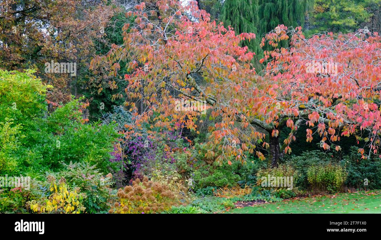 Colourful autumnal UK garden border with the leaves of Prunus 'Fugenzo' or cherry tree - John Gollop Stock Photo