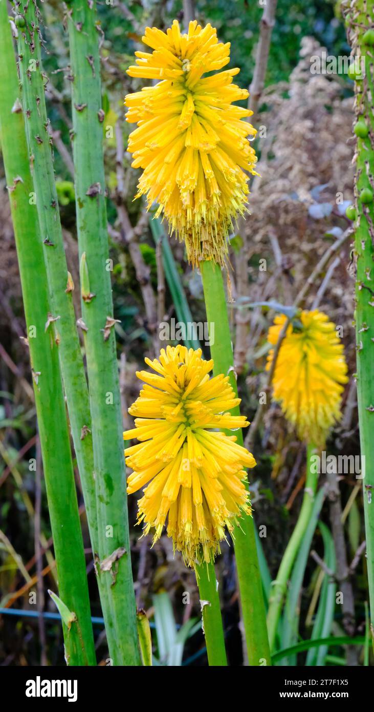 Close-up of the flowering Kniphofia 'Happy Halloween' in autumn - John Gollop Stock Photo