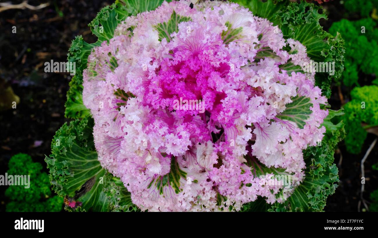 Close-up of the ornamental curley kale "Pink Kamone" - John Gollop Stock Photo