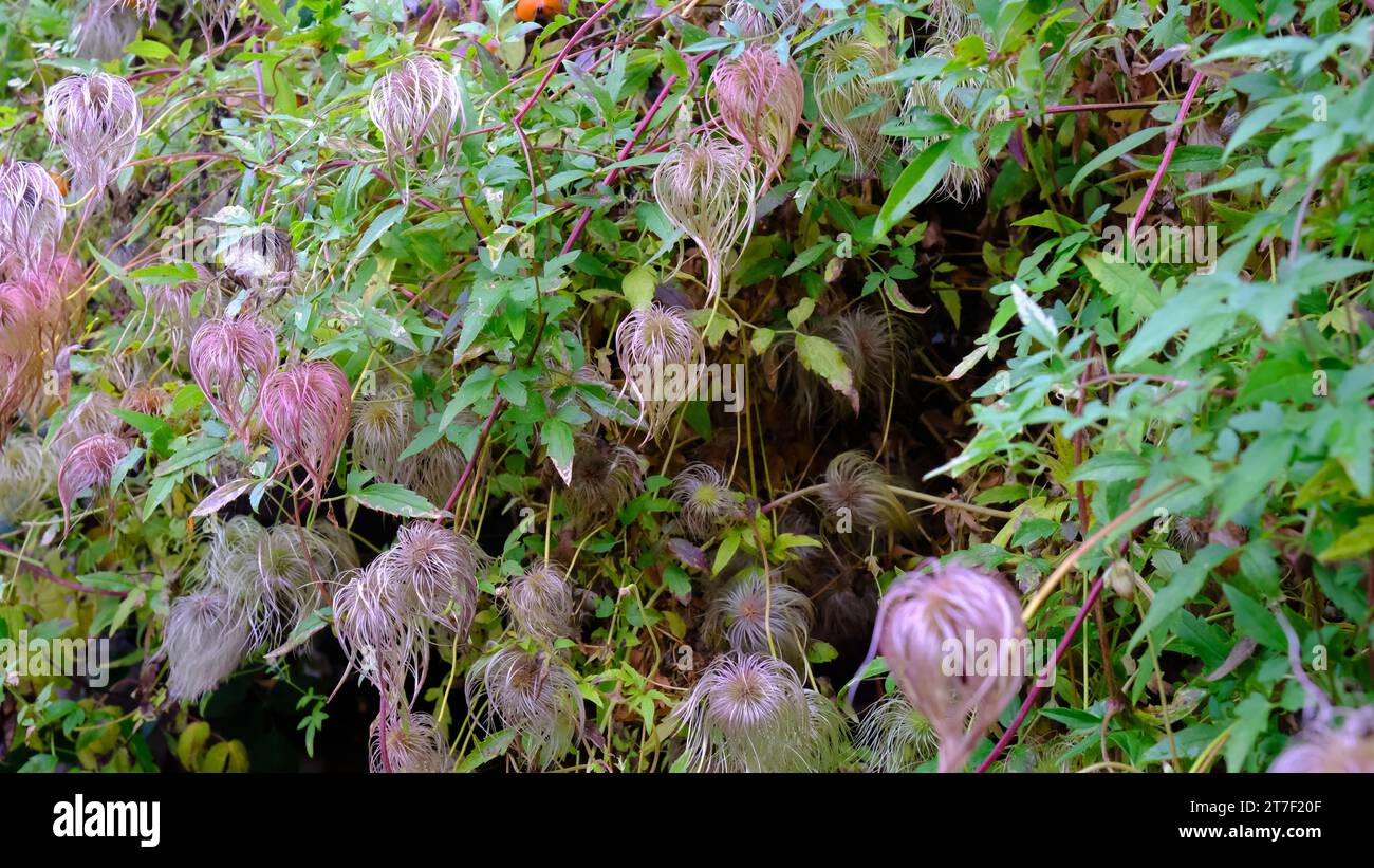 The fluffy seed heads of Clematis 'Bill Mackenzie' in autumn - John Gollop Stock Photo