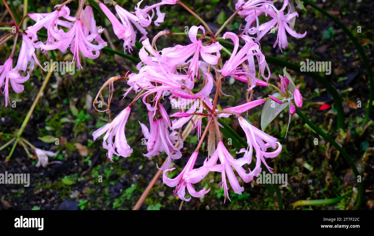 Pink flowering Nerine Bowdenii - John Gollop Stock Photo