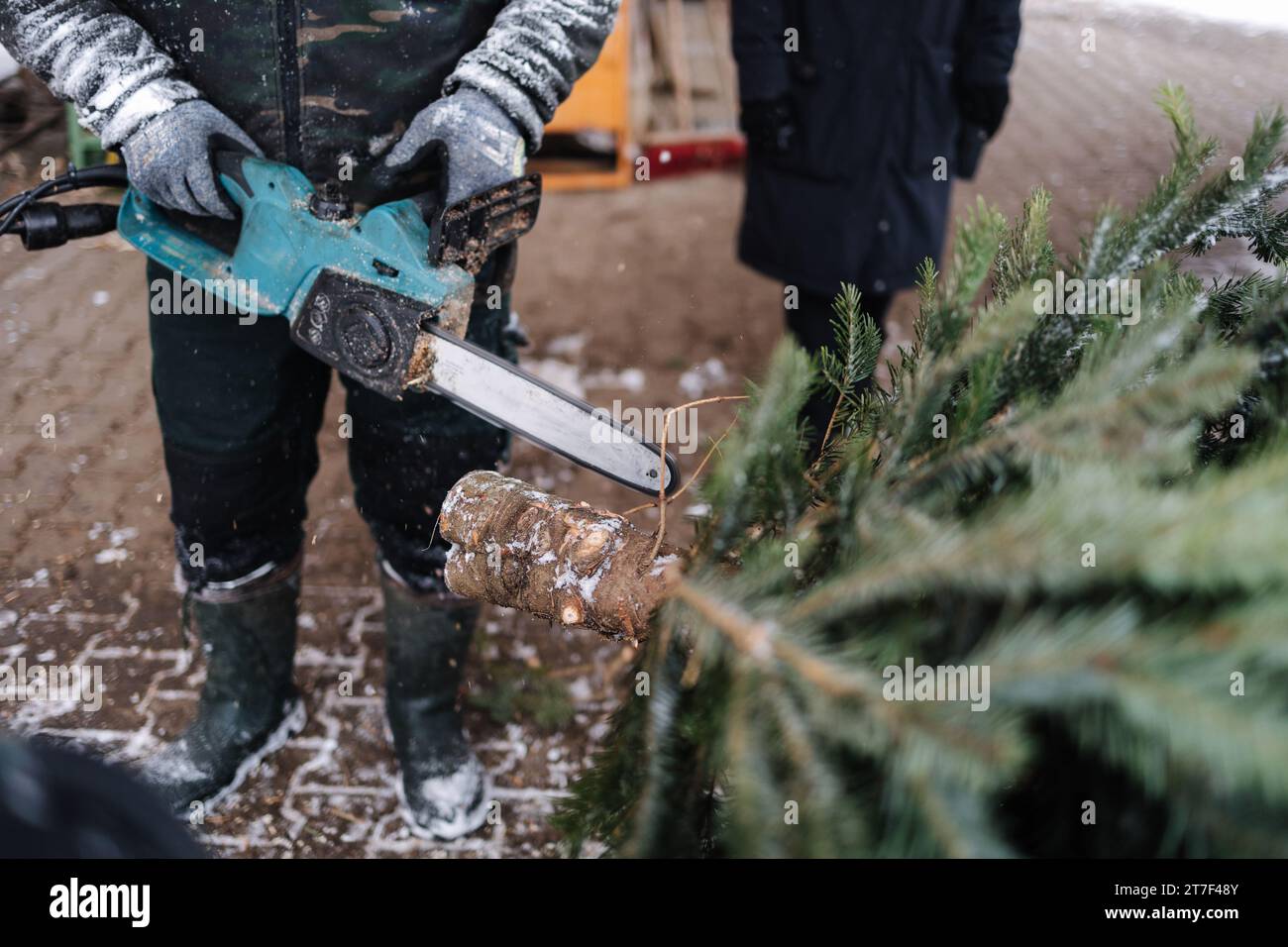 Man cuts a part of the trunk from a Christmas tree with a chainsaw ...