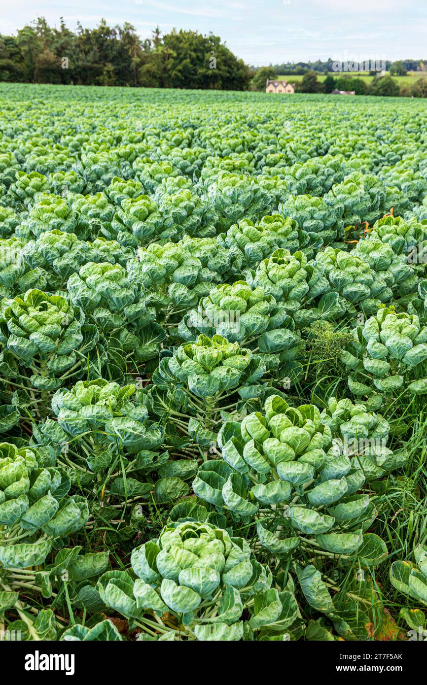 Brussel Sprouts growing in a field