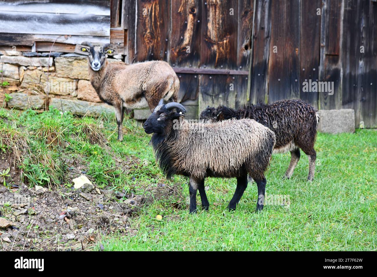 Sheep in front of gate hi-res stock photography and images - Alamy